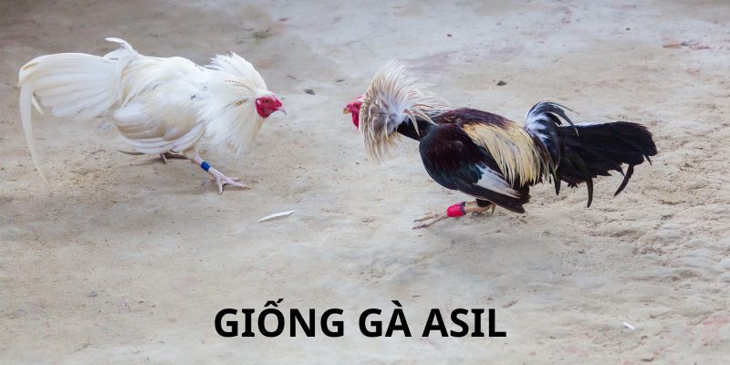 Gà Asil Ấn Độ