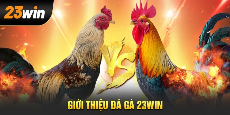 Đá gà 23Win trải nghiệm chân thực